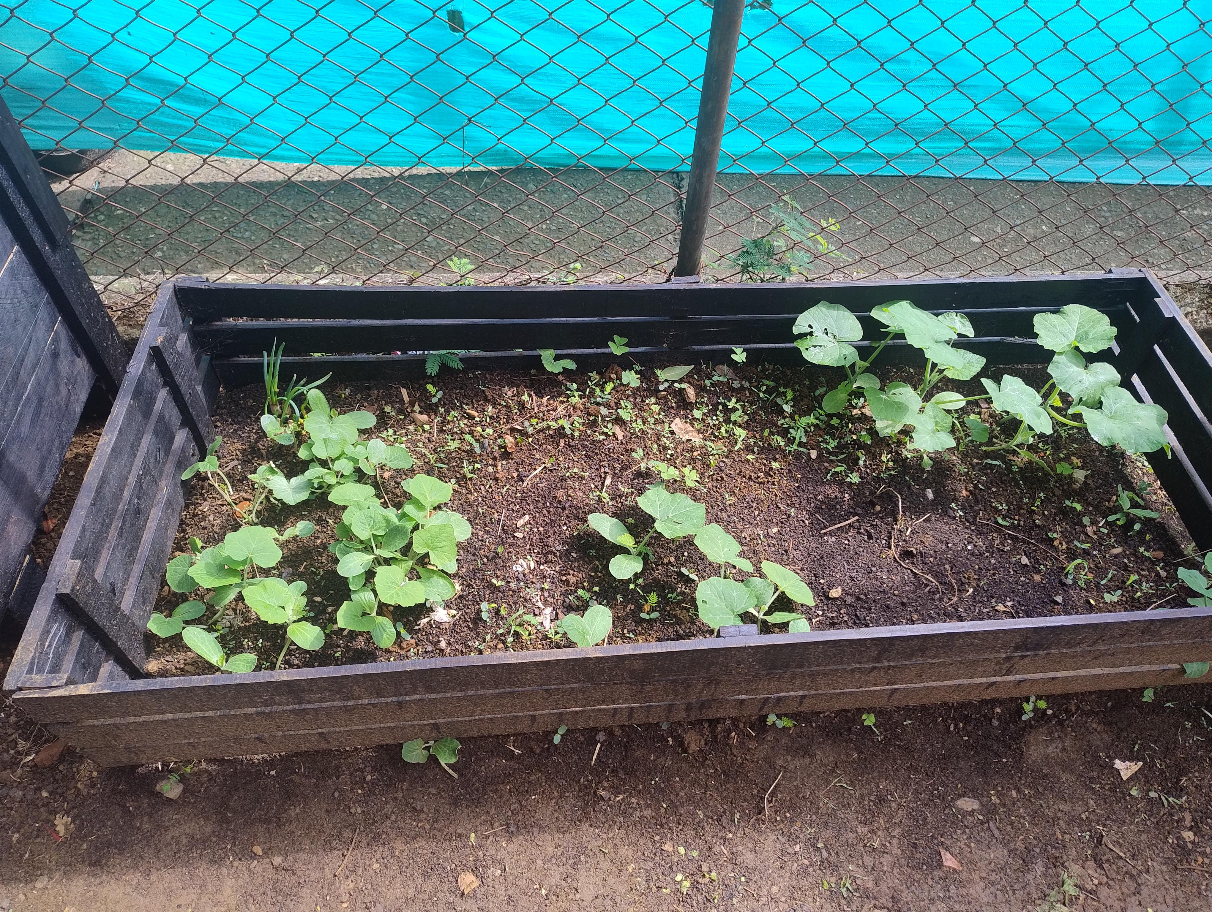 Huerta Escolar e Invernadero